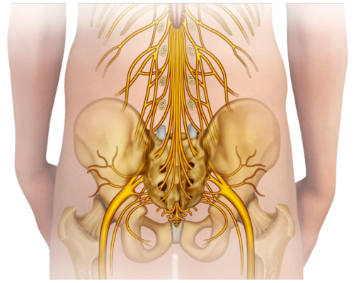 Diagram of spine sciactica