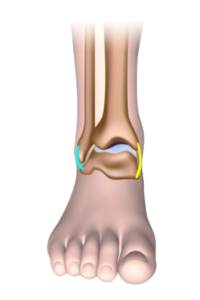 Diagram showing a normal ankle